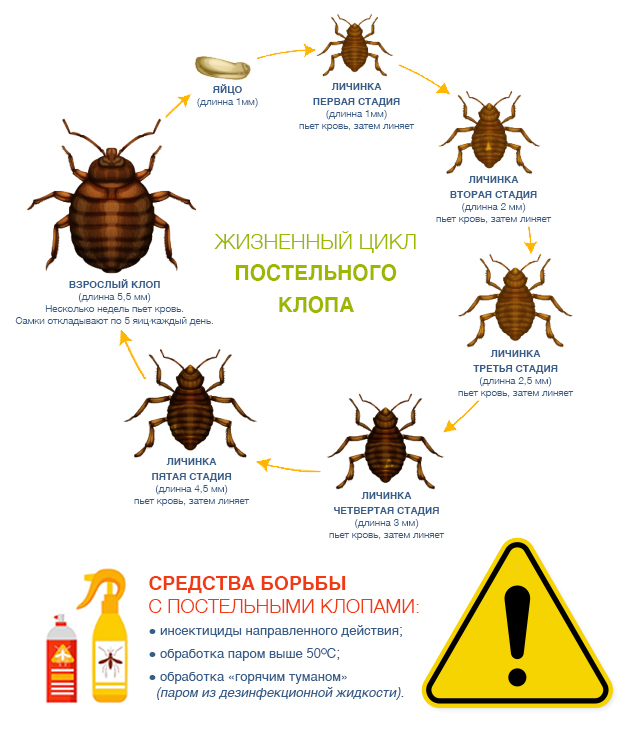 Какого размера постельный клоп. Клопы размер постельного клопа. Цикл развития постельного клопа. Жизненный цикл клопа домашнего. Цикл развития постельного клопа схема.